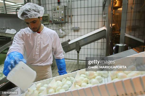 Worker prepares buffalo mozzarella in a compagny of the Italian city of Mondragone, about 50 km northwest of Naples on March 26, 2008. South Korea...