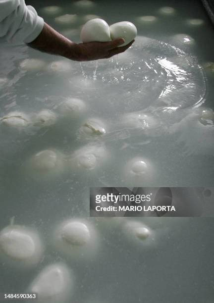 An employe prepares buffalo mozzarella in a small company of the Italian city of Mondragone, about 50 km northwest of Naples on March 26, 2008. South...