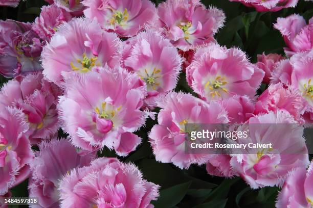 `open pink tulips with fringed petals, close-up, netherlands. - tulipa fringed beauty stock pictures, royalty-free photos & images
