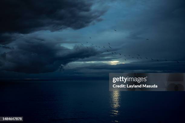 blue storm over ocean with flying birds - a flock of seagulls stock pictures, royalty-free photos & images