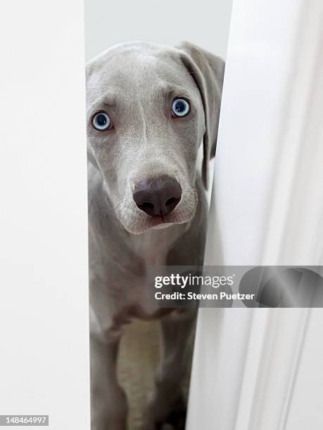 weimaraner puppy peeking through door - dog looking at camera stock pictures, royalty-free photos & images