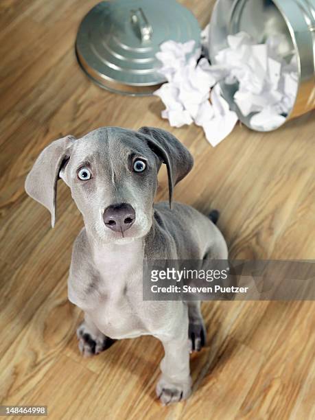weimaraner puppy getting into garbage - innocence fotografías e imágenes de stock