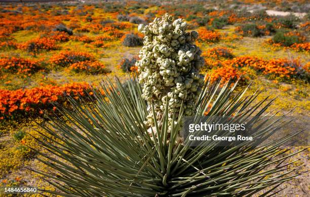 Following record winter rains, colorful poppies and other wildflowers have exploded on this high desert landscape near the Antelope Valley California...