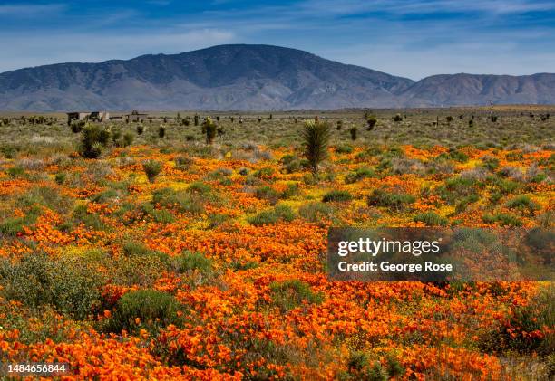 Following record winter rains, colorful poppies and other wildflowers have exploded on this high desert landscape near the Antelope Valley California...