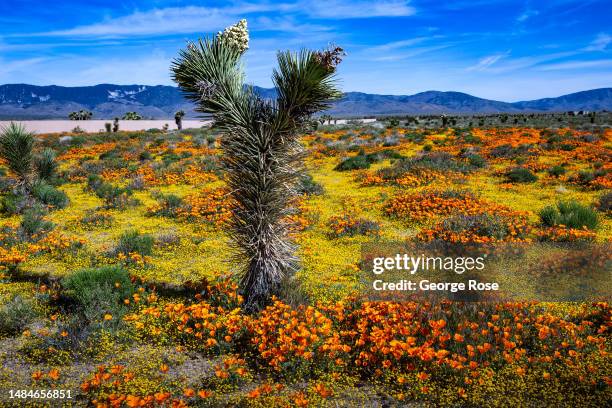 Following record winter rains, colorful poppies and other wildflowers have exploded on this high desert landscape near the Antelope Valley California...