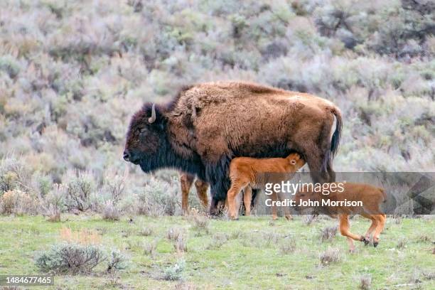 bison- (oder büffel-) kälber füttern und spielen von der mutter-bison-kuh - wild cattle stock-fotos und bilder