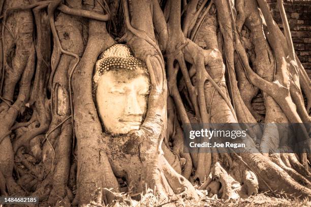 head of buddha statue at ayutthaya, thailand - ayuthaya stock pictures, royalty-free photos & images