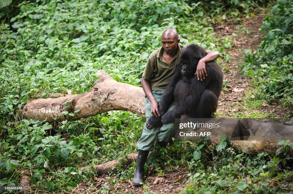 TOPSHOT-DRCONGO-UNREST-WILDLIFE-GORILLA