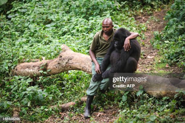 Patrick Karabaranga, a warden at the Virunga National Park, sits with an orphaned mountain gorilla in the gorilla sanctuary in the park headquarters...