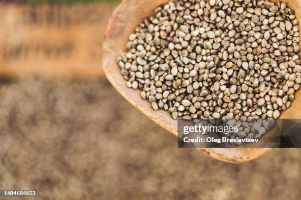 hemp seeds on scoop close-up. healthy condiment - hemp seed fotografías e imágenes de stock