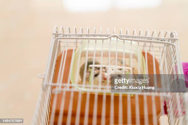 hamster in cage - hamster cage stock pictures, royalty-free photos & images
