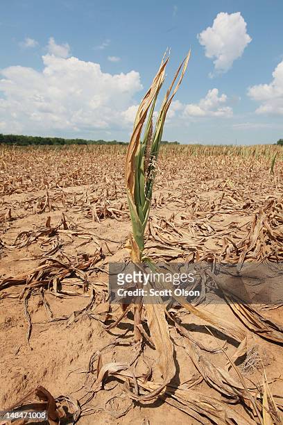 Corn plant struggles to survive in a drought-stricken farm field on July 16, 2012 near Shawneetown, Illinois. The corn and soybean belt in the middle...