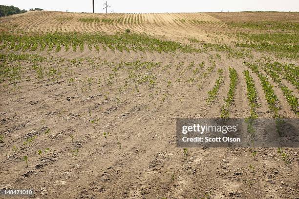 Soybeans struggle to survive in a drought-stricken farm field on July 16, 2012 near Shawneetown, Illinois. The corn and soybean belt in the middle of...