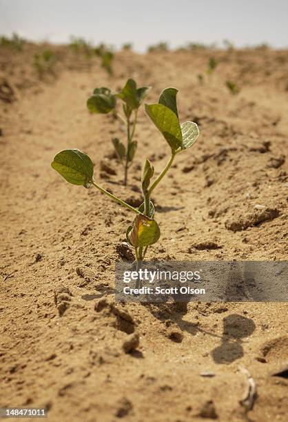 Soybean plant struggles to survive in a drought-stricken farm field on July 16, 2012 near Shawneetown, Illinois. The corn and soybean belt in the...