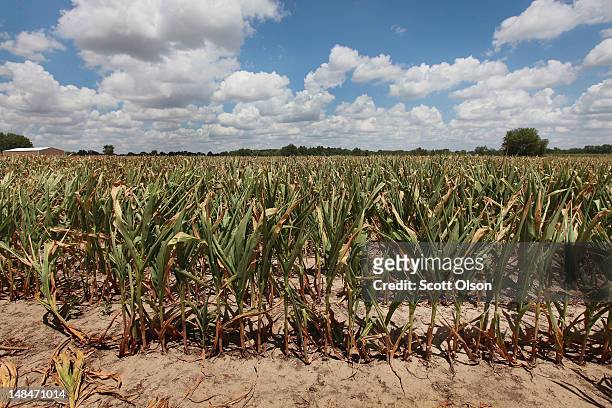 Corn struggle to survive in a drought-stricken farm field on July 16, 2012 near Shawneetown, Illinois. The corn and soybean belt in the middle of the...