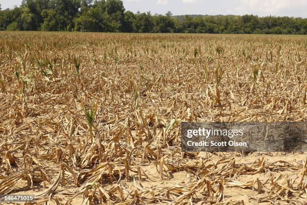 Corn plants dry in a drought-stricken farm field on July 16, 2012 near Shawneetown, Illinois. The corn and soybean belt in the middle of the nation...