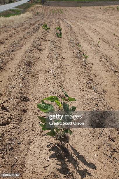 Soybeans struggle to survive in a drought-stricken farm field on July 16, 2012 near Shawneetown, Illinois. The corn and soybean belt in the middle of...