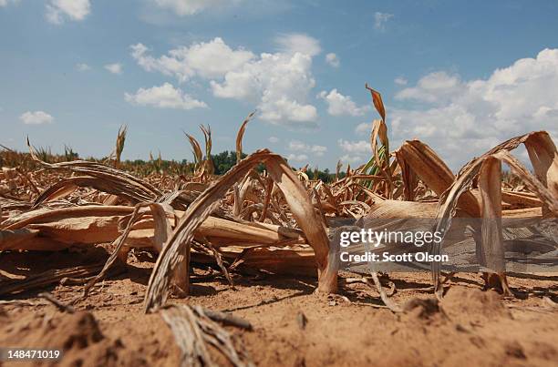 Corn plants dry in a drought-stricken farm field on July 16, 2012 near Shawneetown, Illinois. The corn and soybean belt in the middle of the nation...