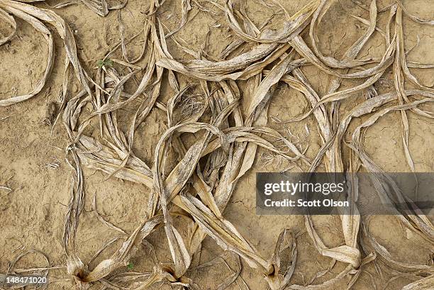 Corn plants dry in a drought-stricken farm field on July 16, 2012 near Shawneetown, Illinois. The corn and soybean belt in the middle of the nation...