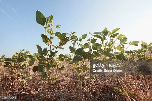 Soybean plants struggle to survive in a drought-stricken farm field on July 16, 2012 near Uniontown, Kentucky. The corn and soybean belt in the...