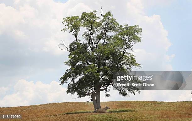 As temperatures climb near 100 degrees a cow finds shade in a parched pasture on July 16, 2012 near Uniontown, Kentucky. The corn and soybean belt in...