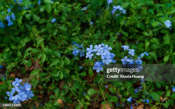 blue plumbago - plumbago stock pictures, royalty-free photos & images