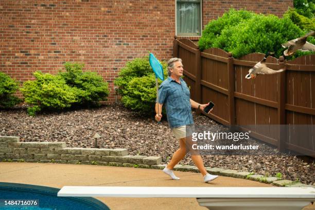 chasing ducks out of the pool - fence birds stock pictures, royalty-free photos & images