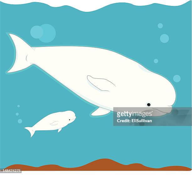ilustraciones, imágenes clip art, dibujos animados e iconos de stock de ballena beluga - ballenato