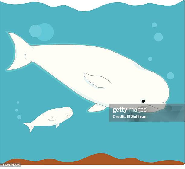 beluga whale - whale calf 幅插畫檔、美工圖案、卡通及圖標