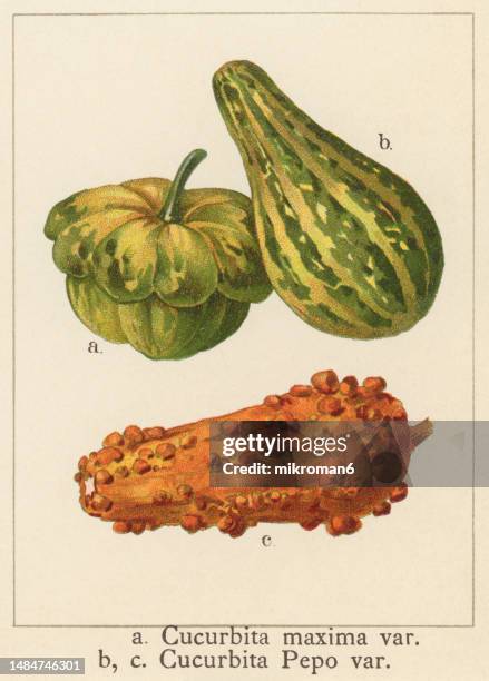 old chromolithograph illustration of winter squash or pumpkin (cucurbita pepo) - pepo fruit foto e immagini stock