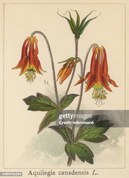 old chromolithograph illustration of botany, canadian or canada columbine, eastern red columbine, or wild columbine (aquilegia canadensis) - columbine flower stock pictures, royalty-free photos & images