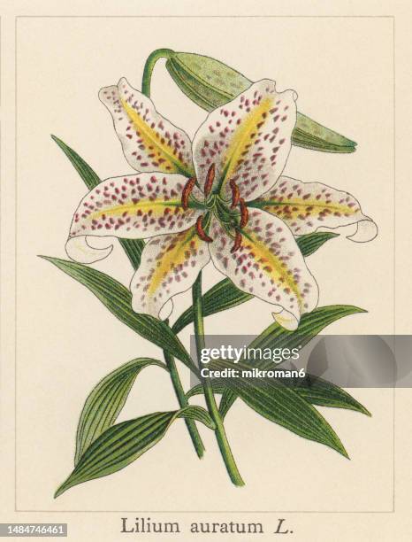 Lilium Or Lily Plants Victorian Botanical Illustration High-Res