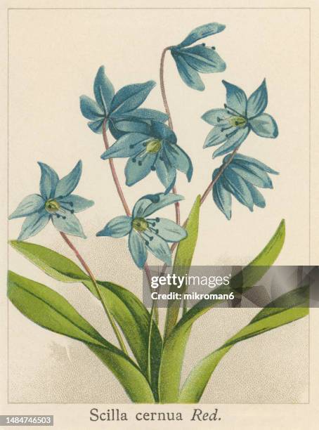 old chromolithograph illustration of botany, the siberian squill or wood squill (scilla siberica) - bluebell illustration stock pictures, royalty-free photos & images