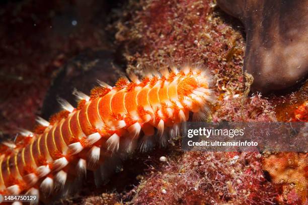 fire worm underwater sea life scuba diver point of view - fireworm stock pictures, royalty-free photos & images