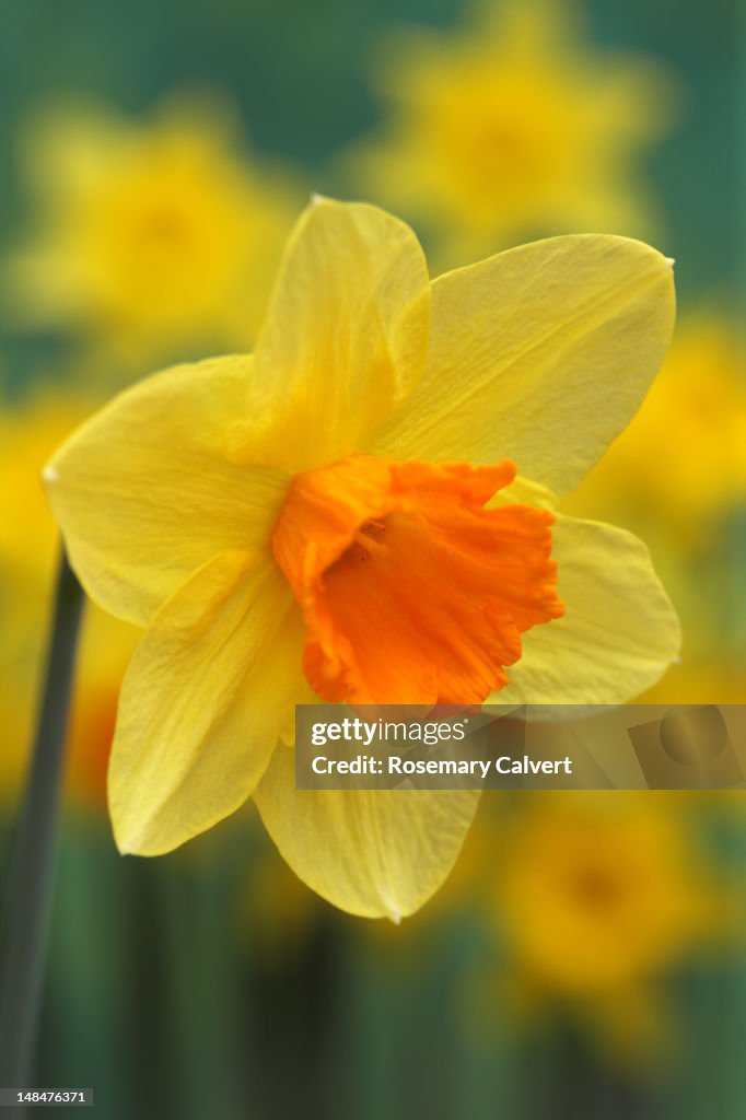 Springtime daffodil with orange trumpet