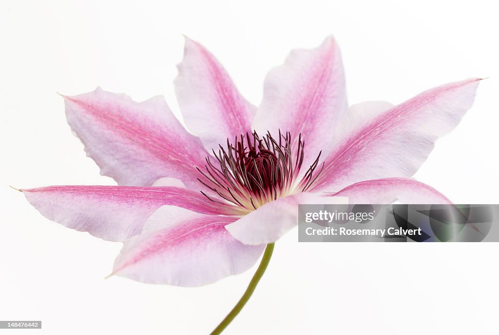 Pink 'Nelly Moser' clematis flower, close-up