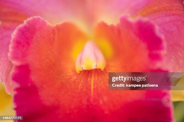 beautiful orchid flowers in thailand. - orchids of asia - fotografias e filmes do acervo