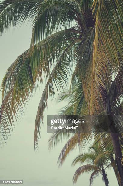 close-up of palm trees on a beach, jamaica - jamaica beach stock pictures, royalty-free photos & images