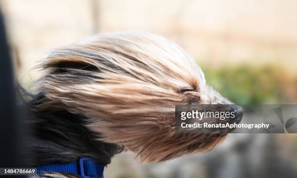 close-up of a windswept yorkie dog sticking its head out of an open car window - wind fotografías e imágenes de stock