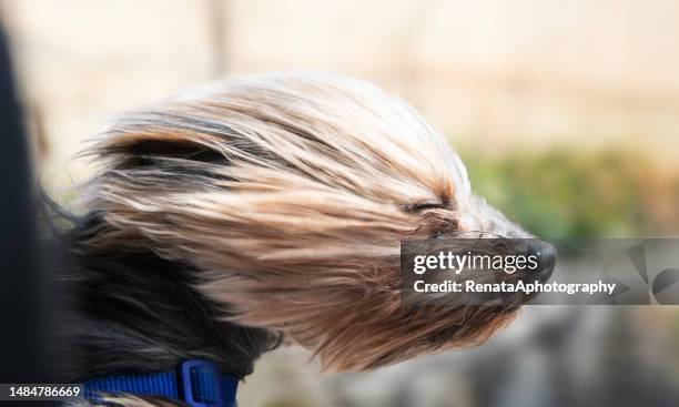 close-up of a windswept yorkie dog sticking its head out of an open car window - winds up stock pictures, royalty-free photos & images