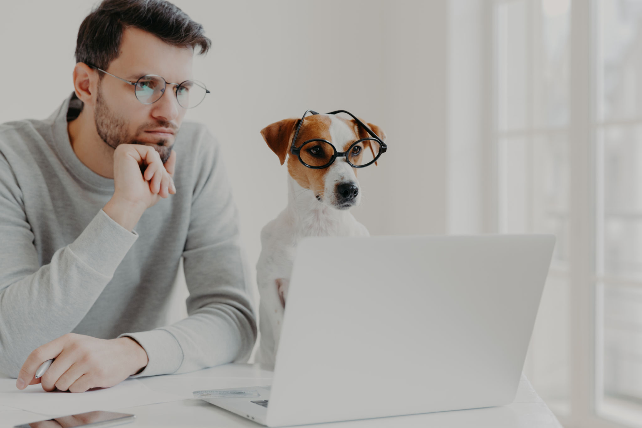 online pet search