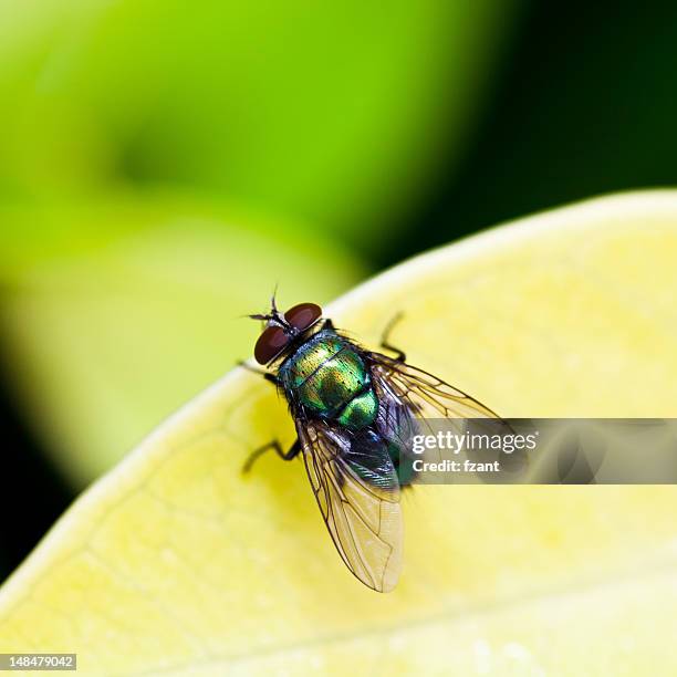 fly on leaf - housefly stock pictures, royalty-free photos & images