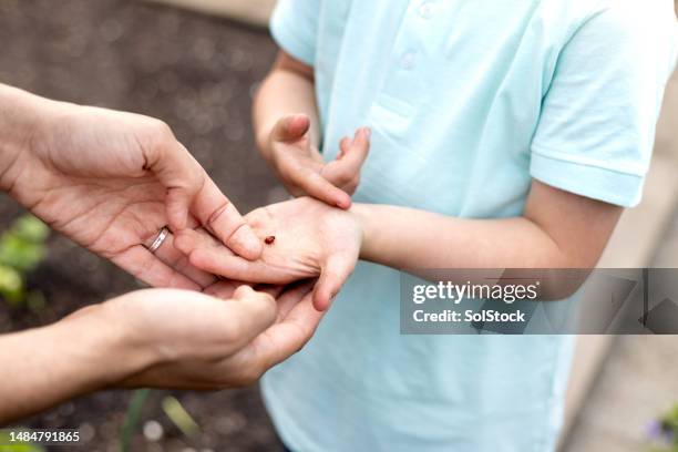 learning about ladybirds - north shields stock pictures, royalty-free photos & images