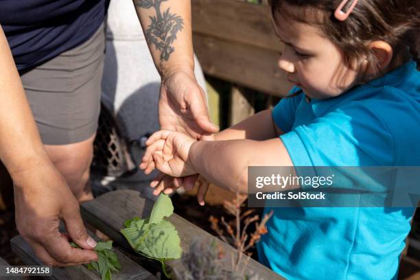 nettle stings - stinging stock pictures, royalty-free photos & images
