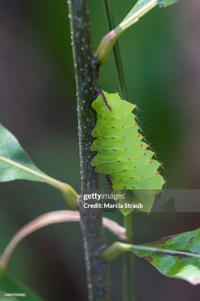 Polyphemus Moth, Antheraea Polyphemus, Caterpillar on a Branch