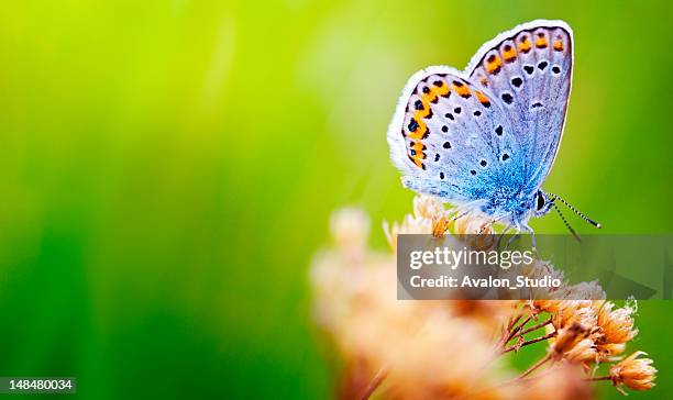 blue butterfly - blue butterfly stock pictures, royalty-free photos & images