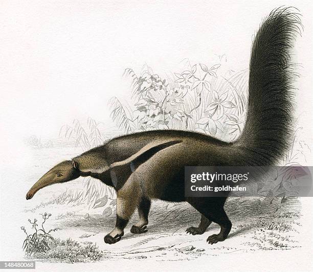 ameisenbär, historischen illustration, 1849 - giant anteater stock-grafiken, -clipart, -cartoons und -symbole