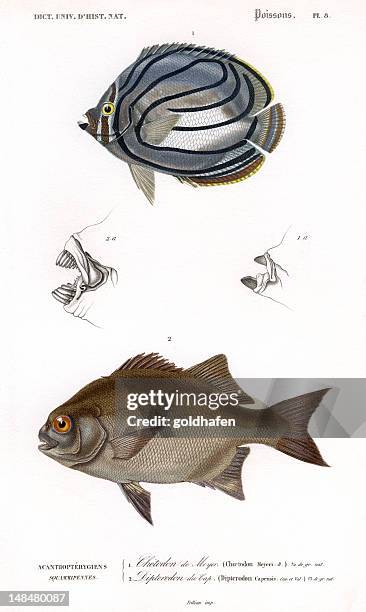 stockillustraties, clipart, cartoons en iconen met fish, historic scientific illustration, 1849 - piranha