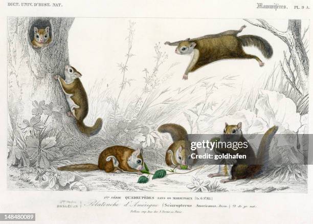 squirrel,  historic illustration, 1849 - flying squirrel stock pictures, royalty-free photos & images