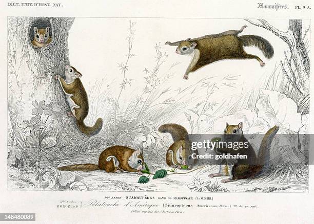 squirrel,  historic illustration, 1849 - flygekorre bildbanksfoton och bilder